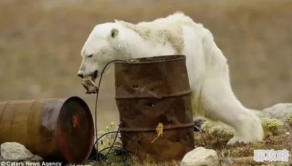 网友热议：疯狂动物园甜甜圈羊图鉴，熊贪吃过多恐惹肥胖症上身