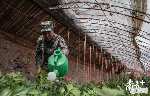 部落冲突10本种树攻略:越南玩家创新不规则绿树阵,网友热议布局智慧! 部落冲突10本种树攻略:越南玩家创新不规则绿树阵,网友热议布局智慧!