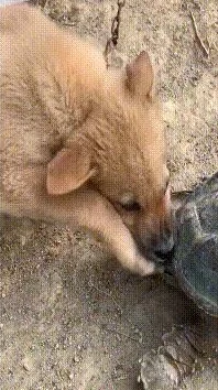 狗子里面慢慢变大赛博朋克机械狗植入芯片智能升级