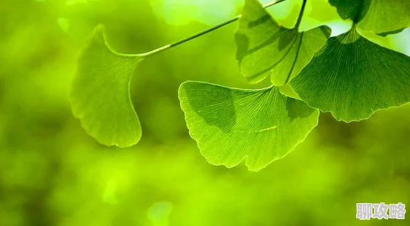 18款禁用软件app银杏视频2025版全新上线高清资源免费畅享