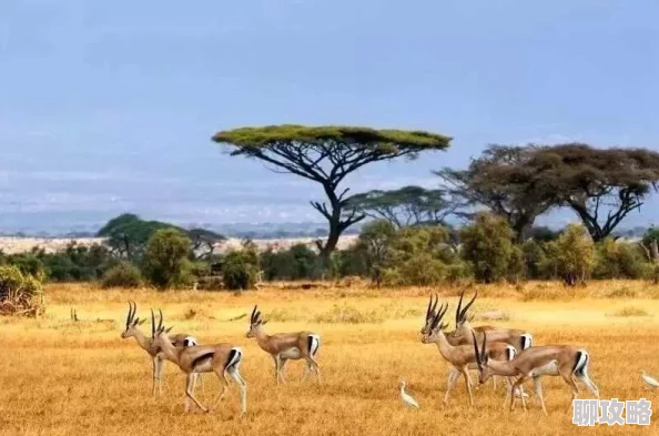 展现非洲自然风光与野生动物纪录片 展现非洲自然风光与野生动物纪录片