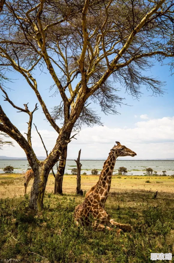 展现非洲自然风光与野生动物纪录片 展现非洲自然风光与野生动物纪录片