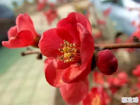 雾岛樱:为何此樱备受青睐,是颜色?是花期?是寓意? 雾岛樱:为何此樱备受青睐,是颜色?是花期?是寓意?