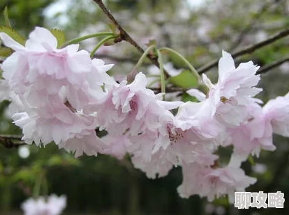 雾岛樱:为何此樱备受青睐,是颜色?是花期?是寓意? 雾岛樱:为何此樱备受青睐,是颜色?是花期?是寓意?