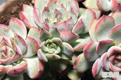 肉莲花2025多肉新品种梦幻渐变色引爆种植热潮 肉莲花2025多肉新品种梦幻渐变色引爆种植热潮