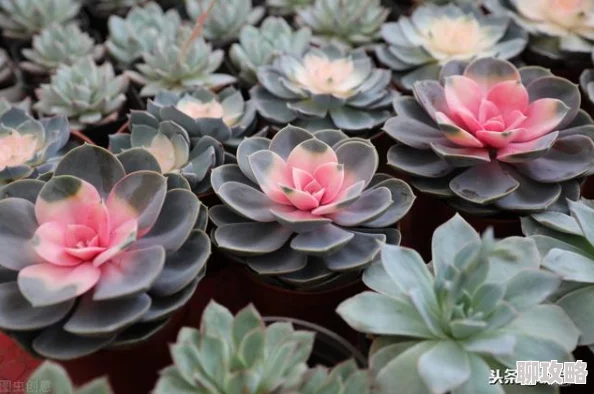 肉莲花2025多肉新品种梦幻渐变色引爆种植热潮 肉莲花2025多肉新品种梦幻渐变色引爆种植热潮