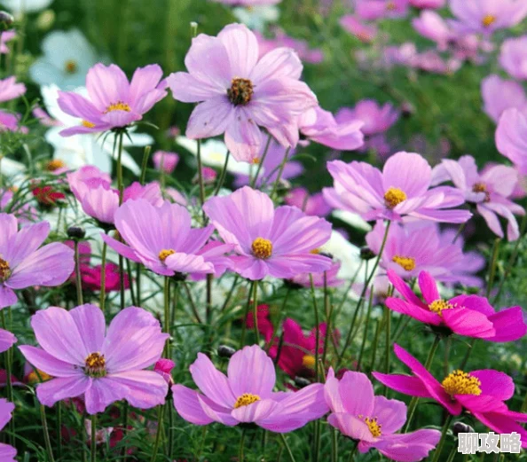 野花完整版在线观看视频播放反映社会底层人物命运引发关注探讨人性和社会现实