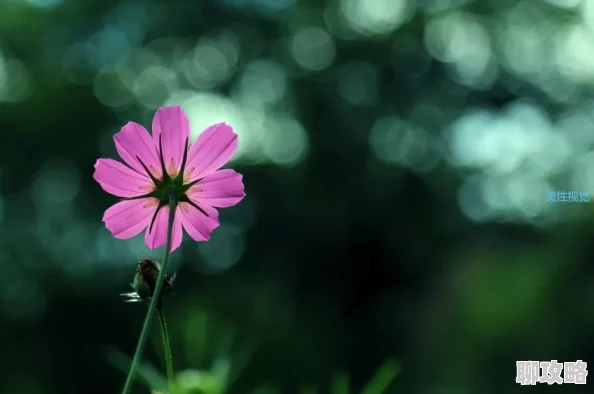 野花完整版在线观看视频播放反映社会底层人物命运引发关注探讨人性和社会现实
