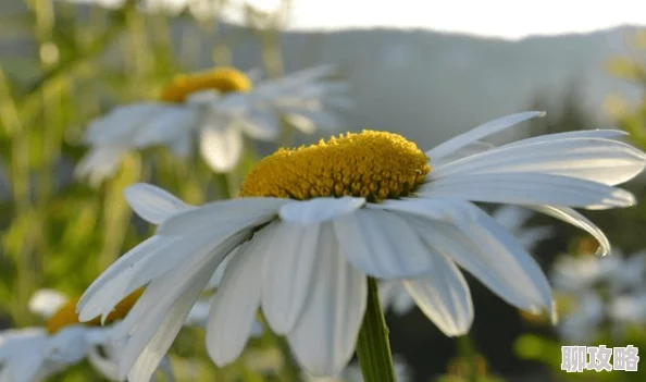 野花完整版在线观看视频播放反映社会底层人物命运引发关注探讨人性和社会现实