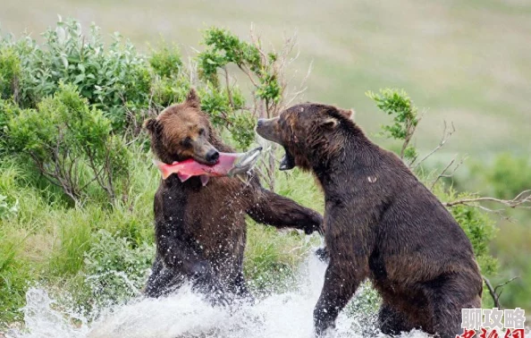 熊出没之伴我熊芯温暖感人，特效惊艳，熊大熊二母子情深值得一看