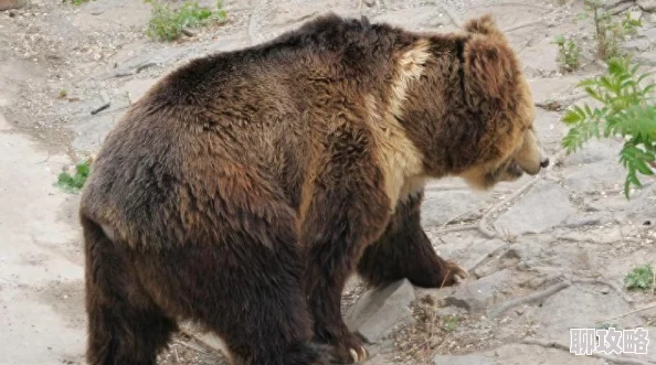 熊出没之伴我熊芯温暖感人，特效惊艳，熊大熊二母子情深值得一看