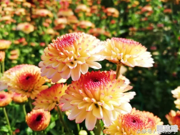 2025年问道手游重阳节活动玩法攻略与最新福利详解 2025年问道手游重阳节活动玩法攻略与最新福利详解