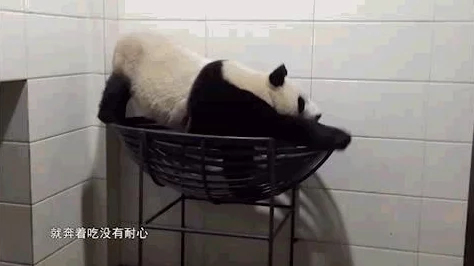 网友热评：奇迹暖暖奇迹动物园搭配攻略，史丢丢历险记穿搭推荐
