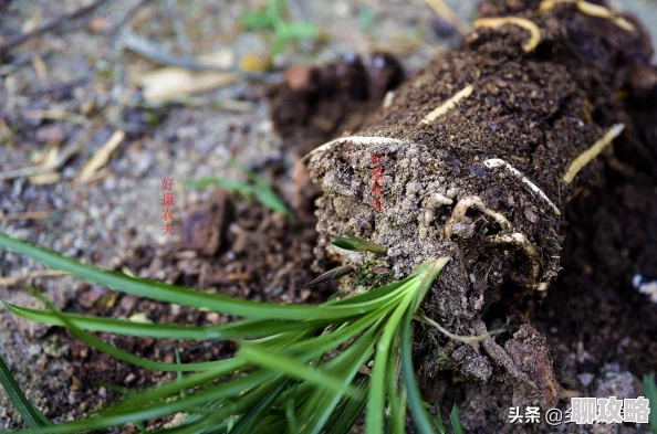 我的世界：巨型橡树种植方法全面介绍与详解，网友热评实用指南