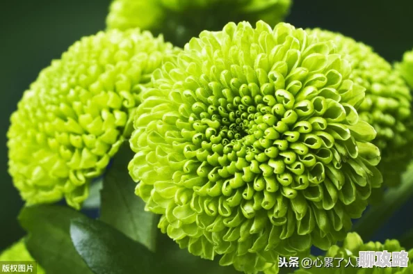 网友热议：我的世界手机版高效获取西瓜片方法推荐与分析