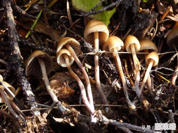 2025年饥荒手机版生存技巧与最新玩法攻略，掌握热门生存策略