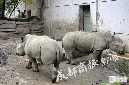 动物园之星如何删除围栏 ｜ 详细教程教你轻松移除围栏