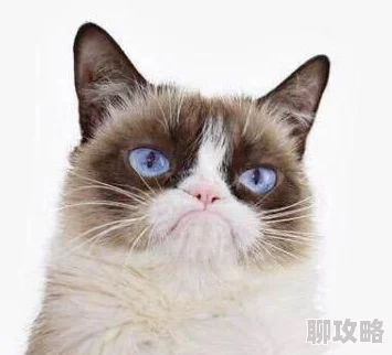 猫话列国：新手初期资源获取指南 ｜ 探索与收集的最佳策略