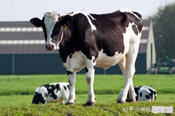 2025年热门养殖攻略：一小时人生奶牛高效喂养技巧，谨记避免使用芒果叶